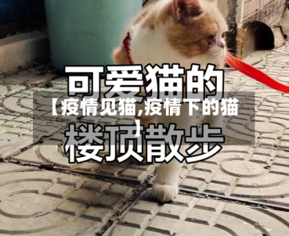 【疫情见猫,疫情下的猫】