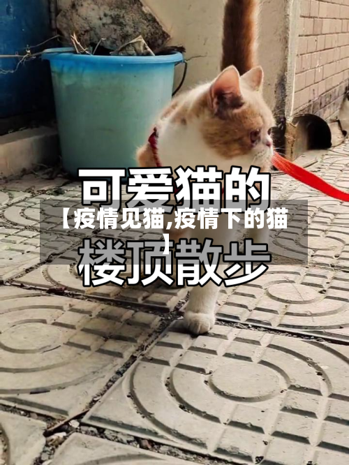 【疫情见猫,疫情下的猫】-第1张图片